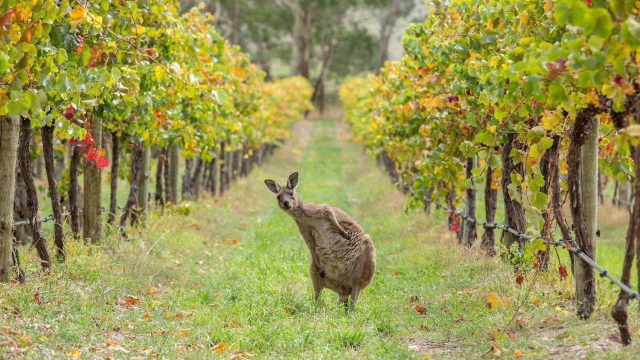 The Vines Motel & Cottages Stanthorpe Luaran gambar
