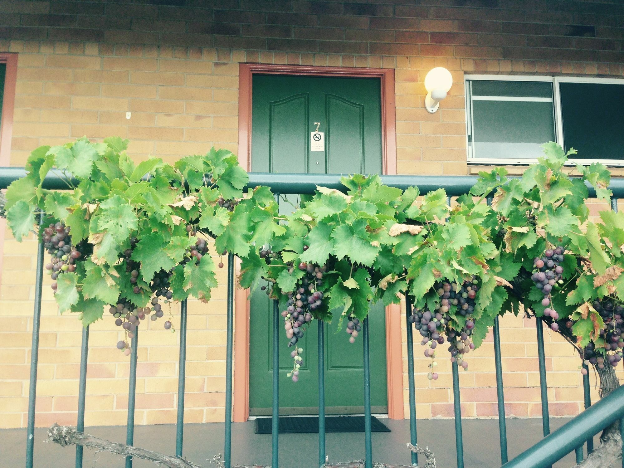 The Vines Motel & Cottages Stanthorpe Luaran gambar